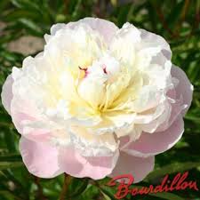 Lady Alexandra Duff Peony